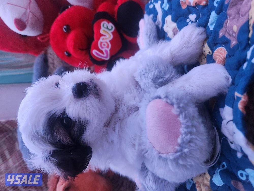 للبيع كلب نوع شيتودزو  يوجد انثى و ذكر. العمر شهر و نص سعر ٣٠٠6