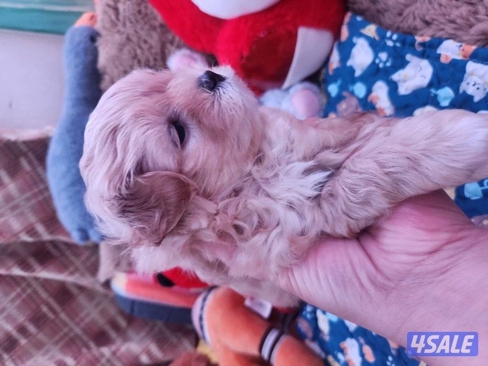 للبيع كلب نوع شيتودزو  يوجد انثى و ذكر. العمر شهر و نص سعر ٣٠٠7