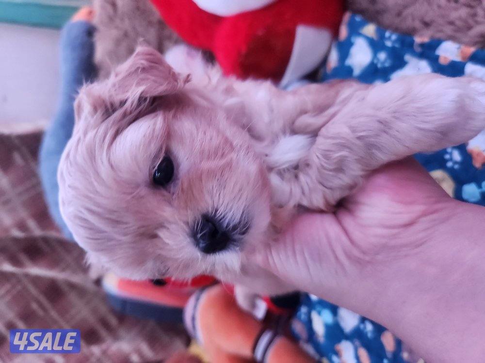 للبيع كلب نوع شيتودزو  يوجد انثى و ذكر. العمر شهر و نص سعر ٣٠٠8