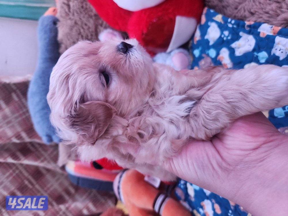 للبيع كلب نوع شيتودزو  يوجد انثى و ذكر. العمر شهر و نص سعر ٣٠٠9