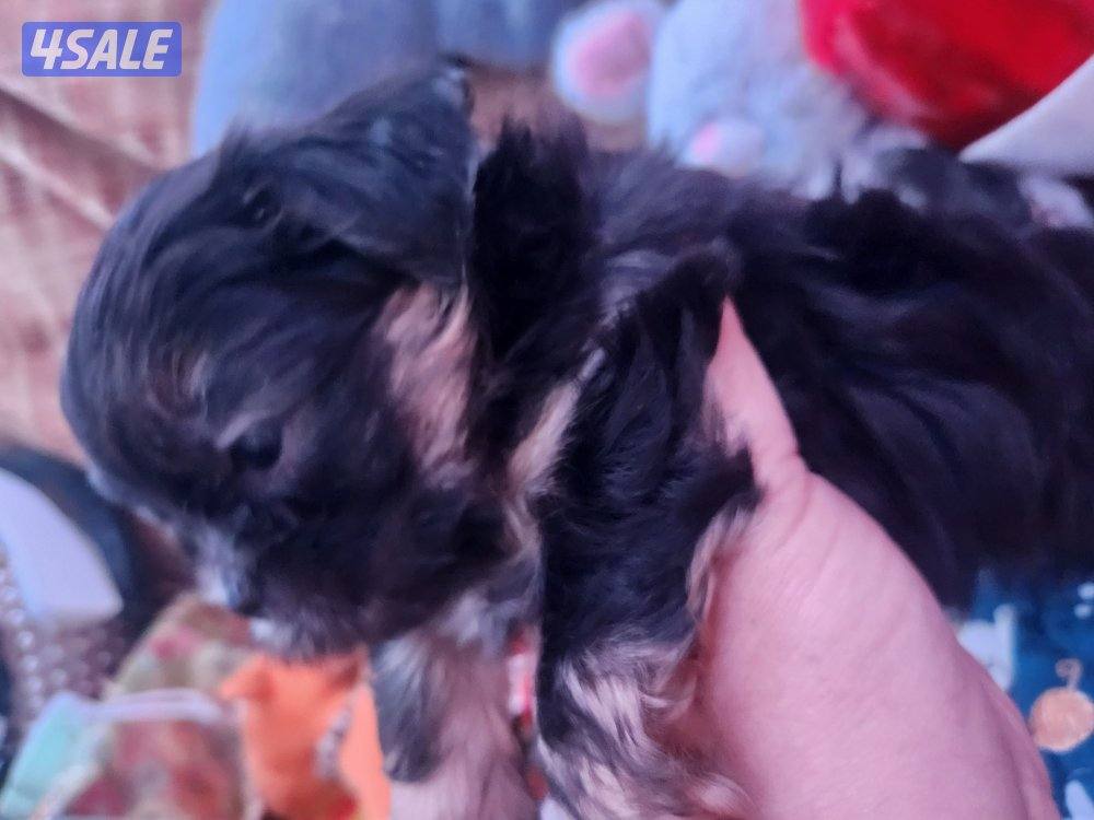 للبيع كلب نوع شيتودزو  يوجد انثى و ذكر. العمر شهر و نص سعر ٣٠٠13