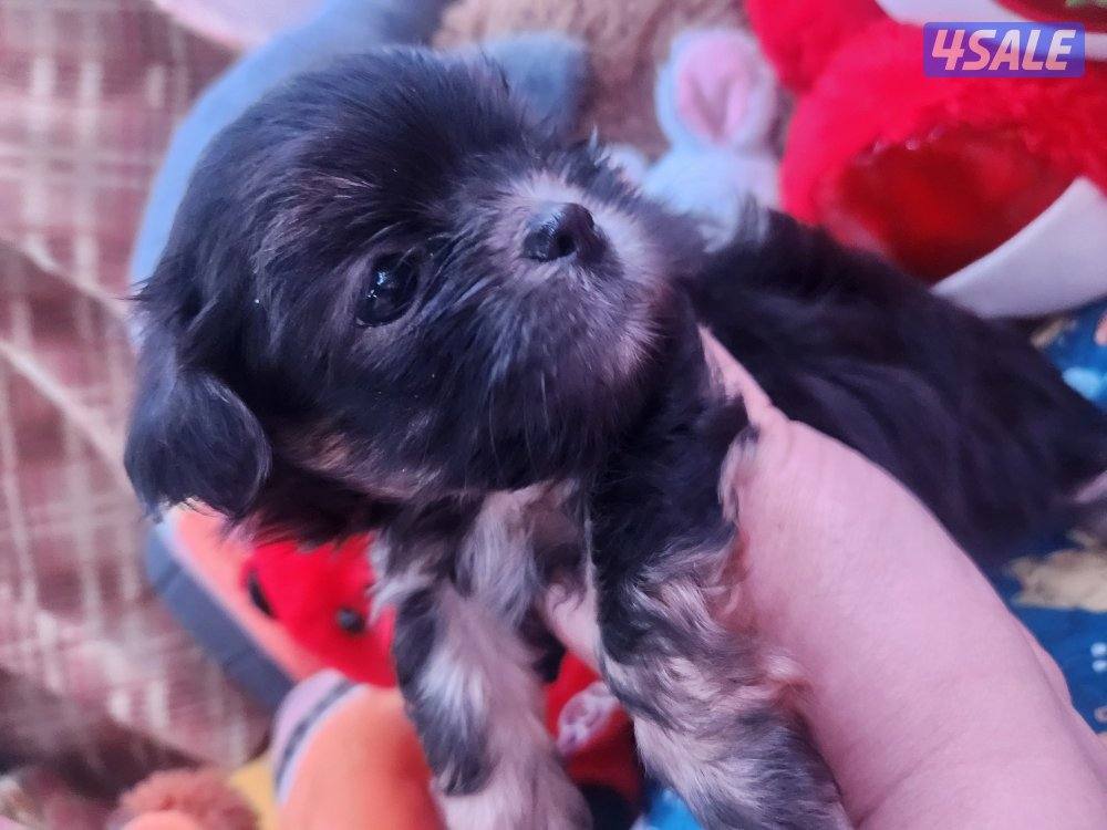 للبيع كلب نوع شيتودزو  يوجد انثى و ذكر. العمر شهر و نص سعر ٣٠٠12