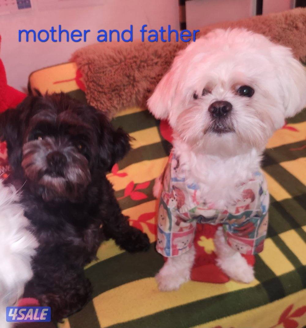 للبيع كلب نوع شيتودزو  يوجد انثى و ذكر. العمر شهر و نص سعر ٣٠٠14