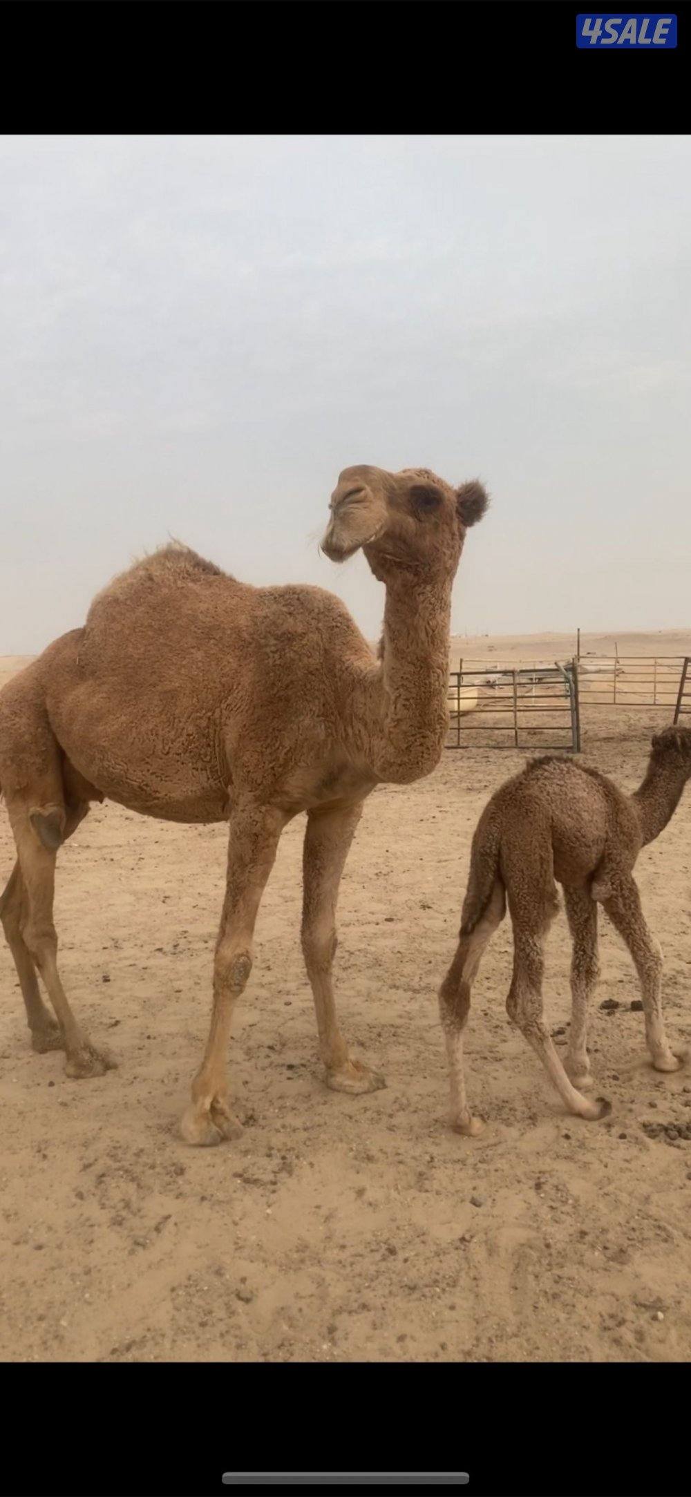 للبيع خلفه تحتها قعود التواصل واتس اب فقط0