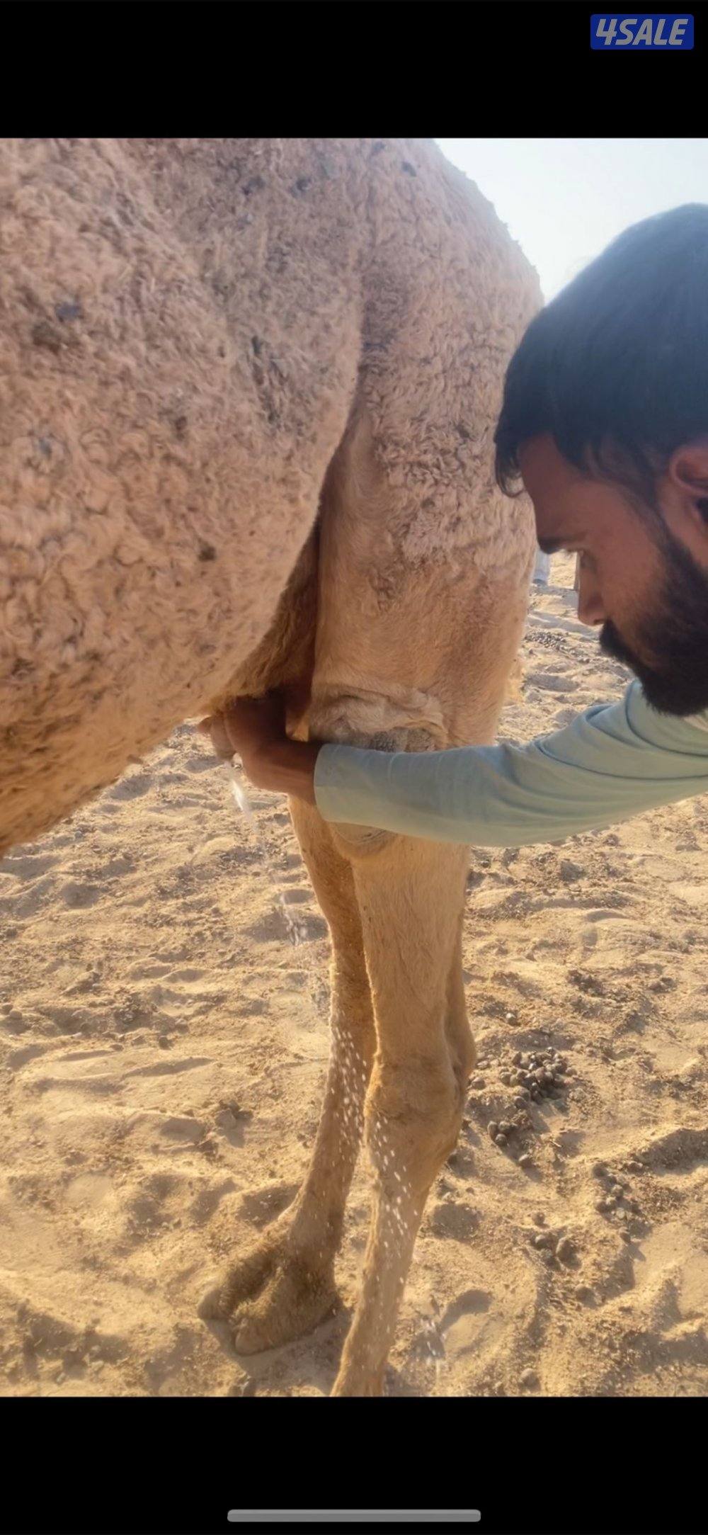 للبيع خلفه تحتها قعود التواصل واتس اب فقط1