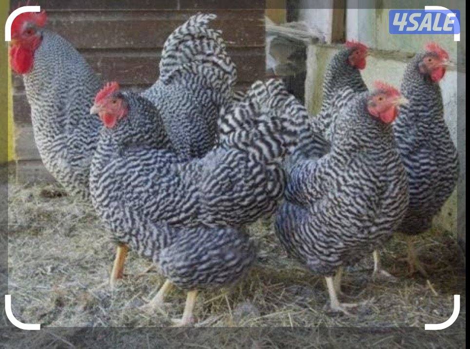 فروخ بلايموث روك العملاق جداً1