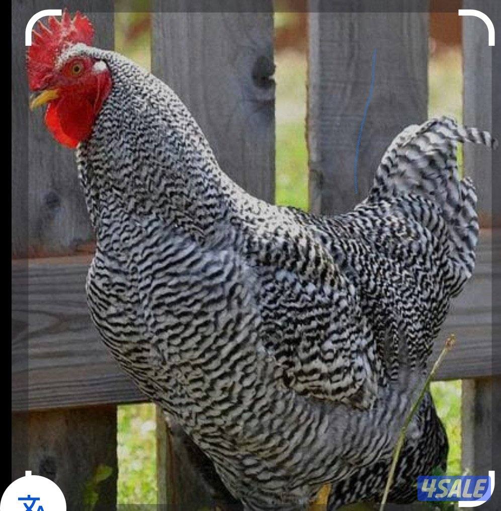 فروخ بلايموث روك العملاق جداً0