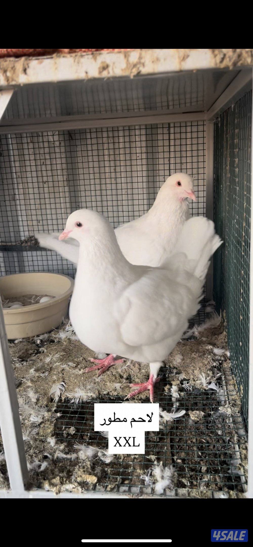 للبيع 4 ازواج لاحم مطور احجام طيبه منتجات شبب التواصل فقط واتساب 🛑0