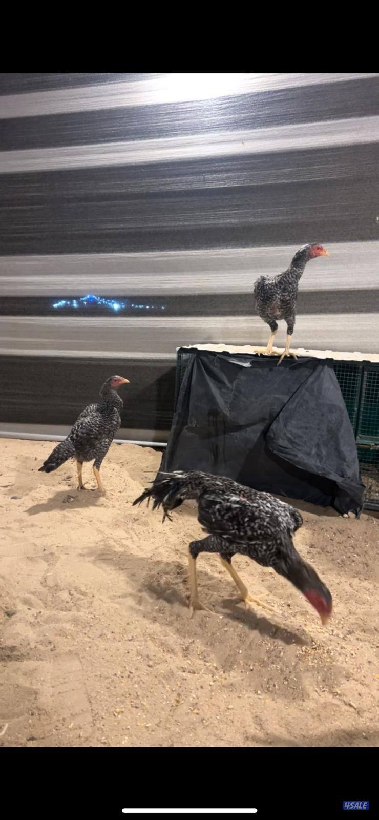 للبيع مجموعه تايلندي1