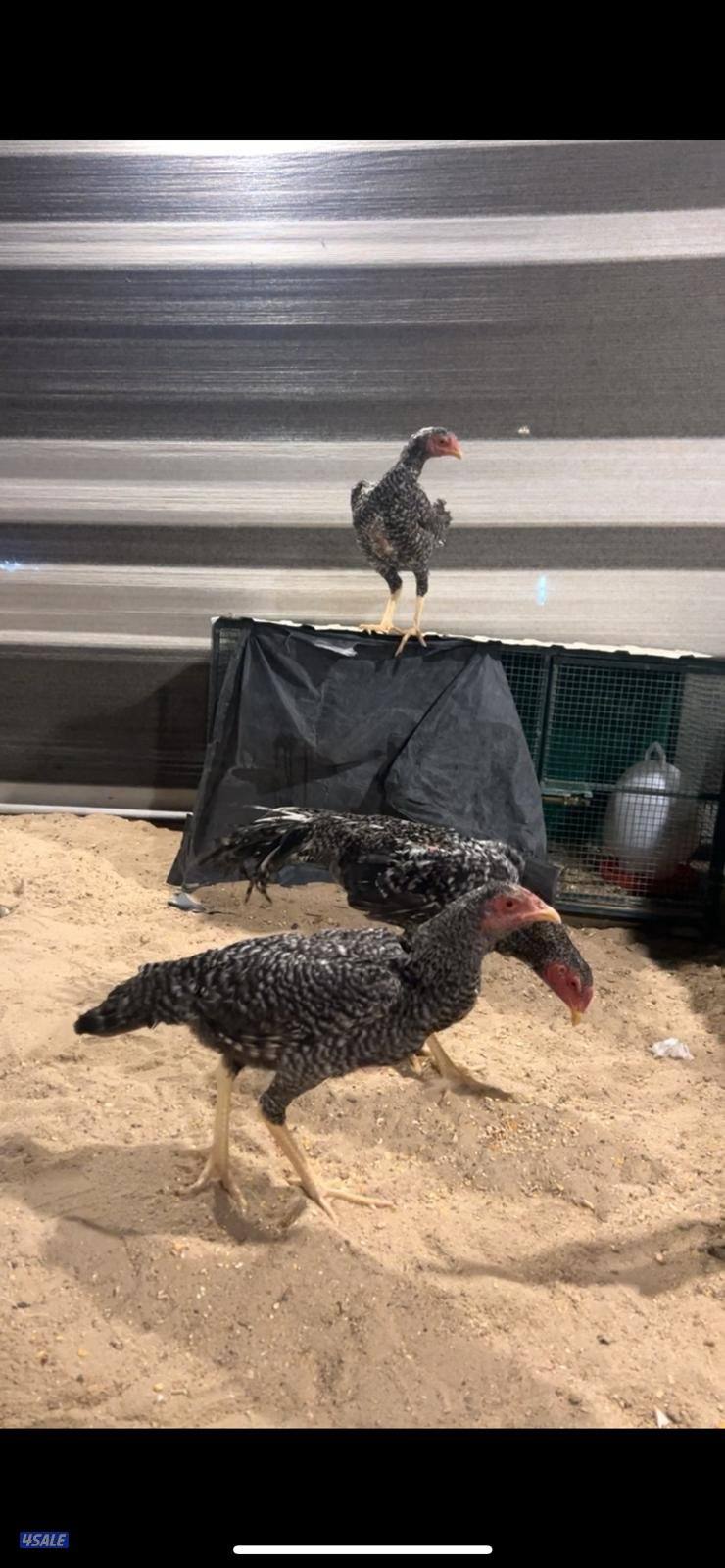 للبيع مجموعه تايلندي2