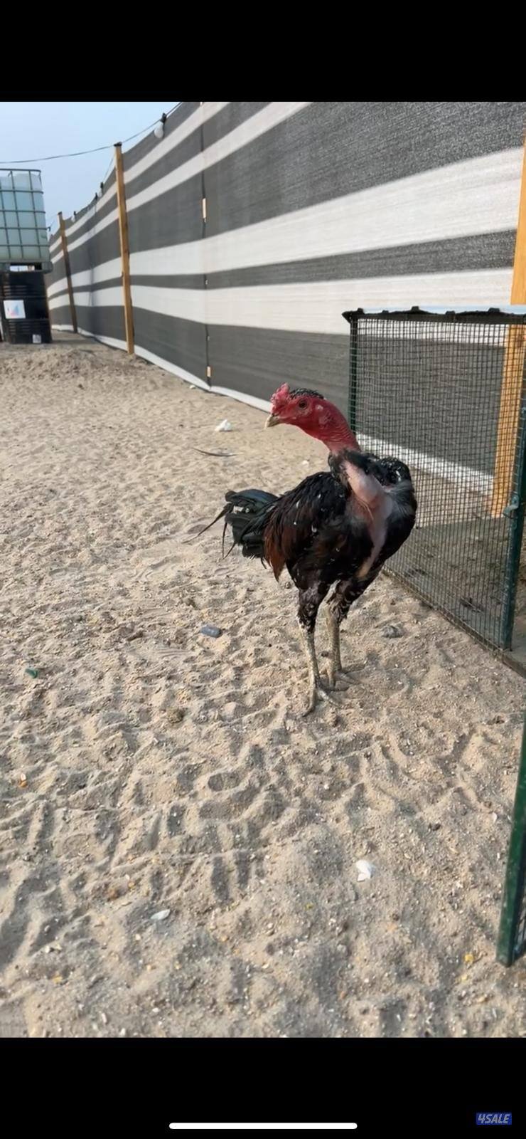 للبيع مجموعه تايلندي3