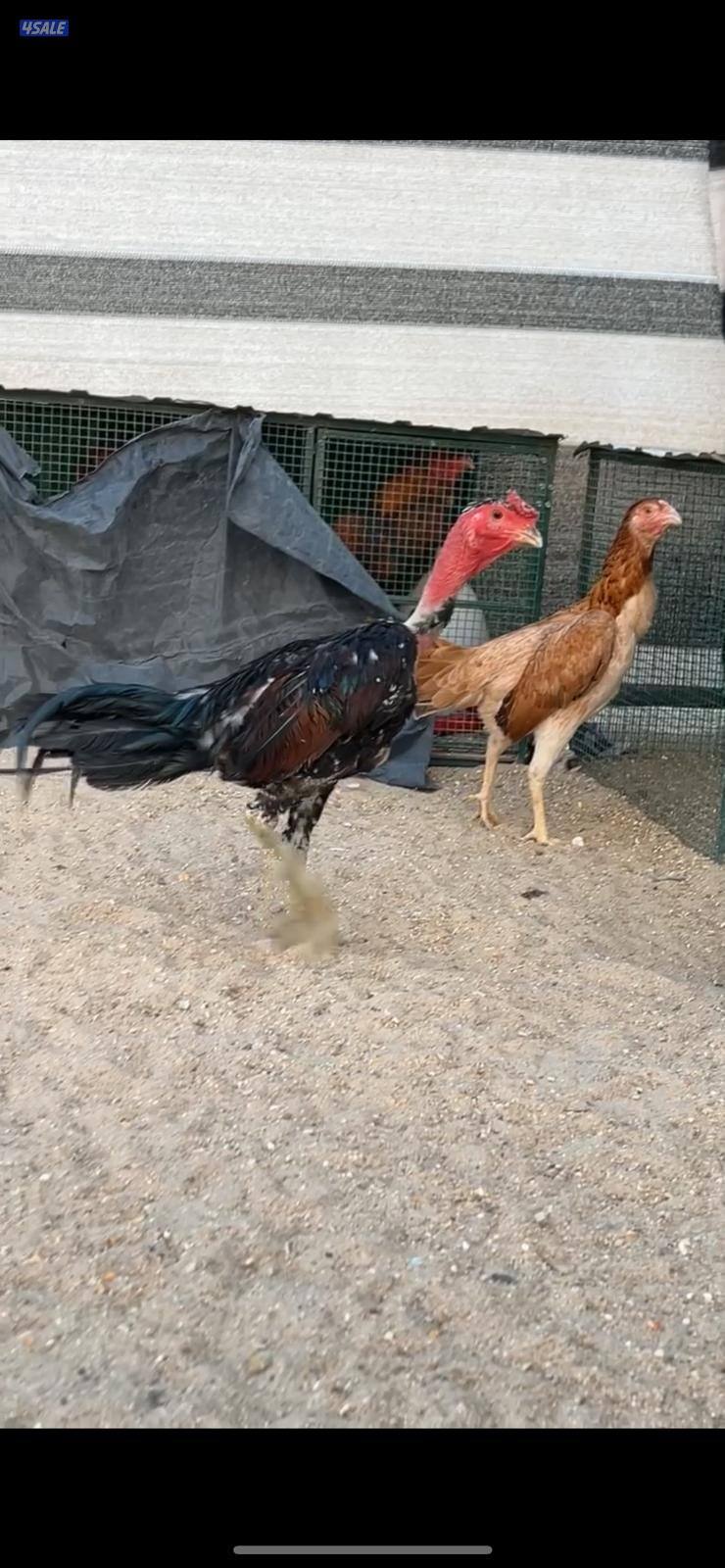 للبيع مجموعه تايلندي4