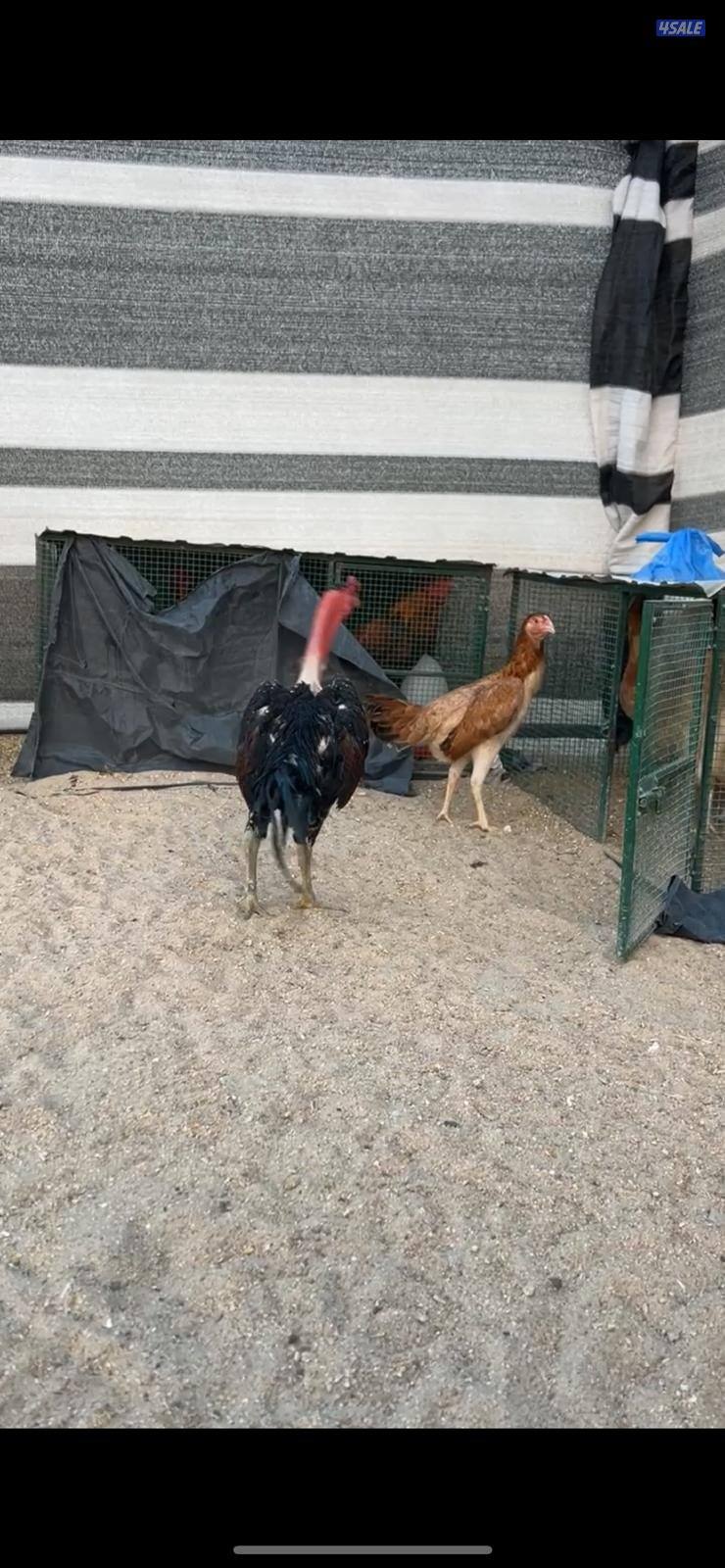 للبيع مجموعه تايلندي5