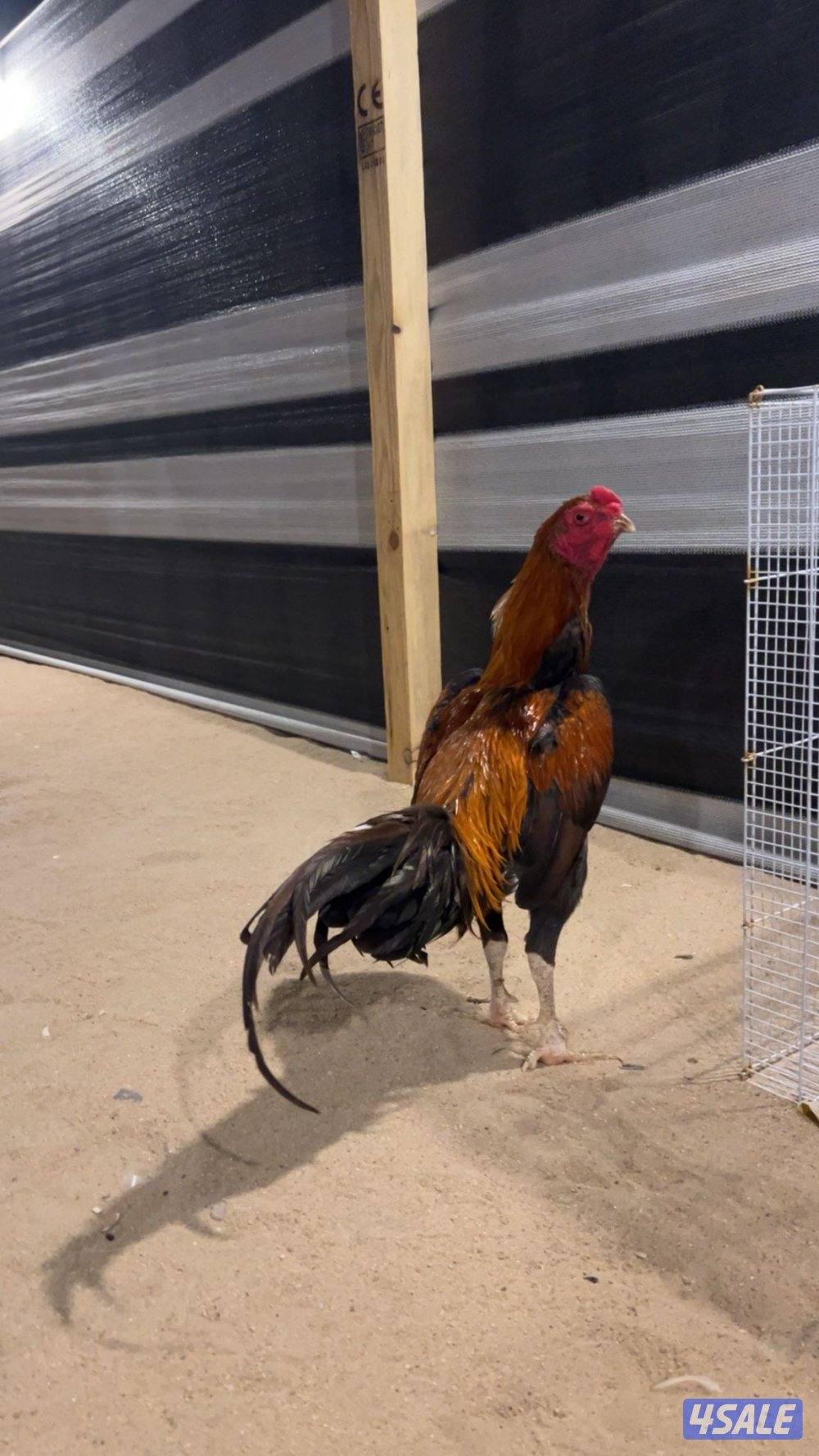 للبيع مجموعه تايلندي6