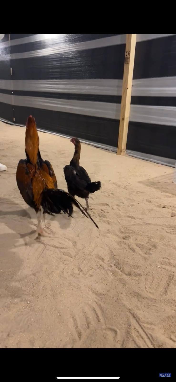 للبيع مجموعه تايلندي7