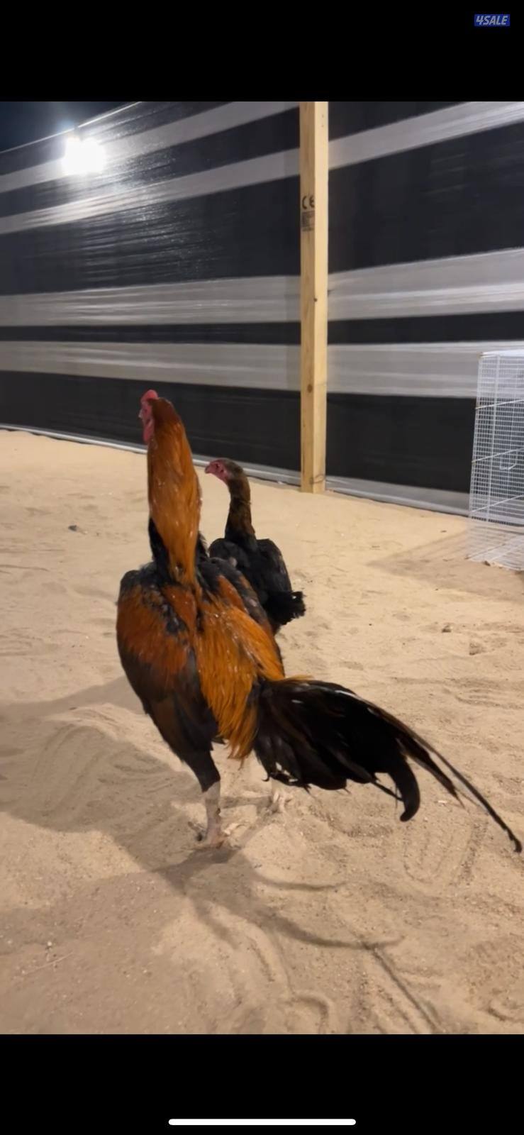 للبيع مجموعه تايلندي9