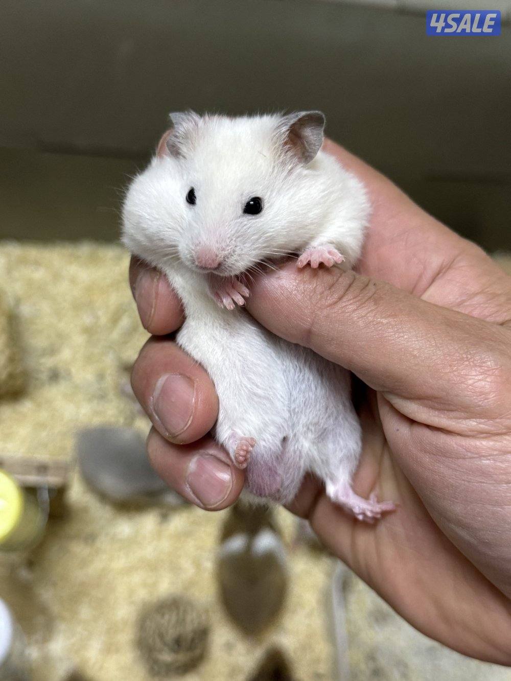 هامستر سوري🐹💕 Syrian Hamster1