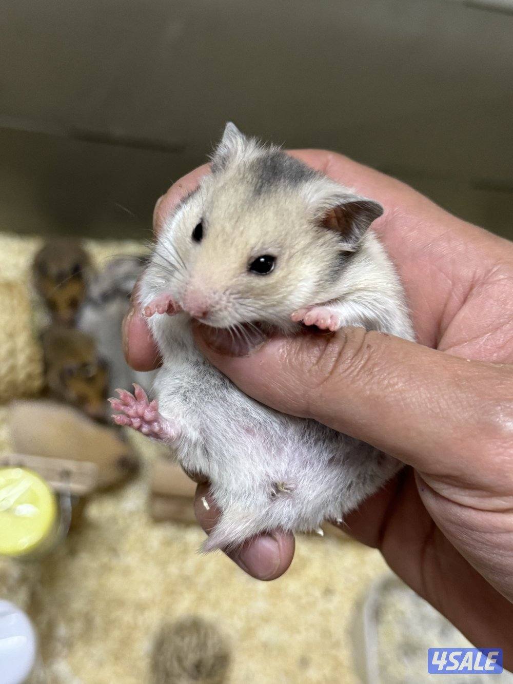 هامستر سوري🐹💕 Syrian Hamster2