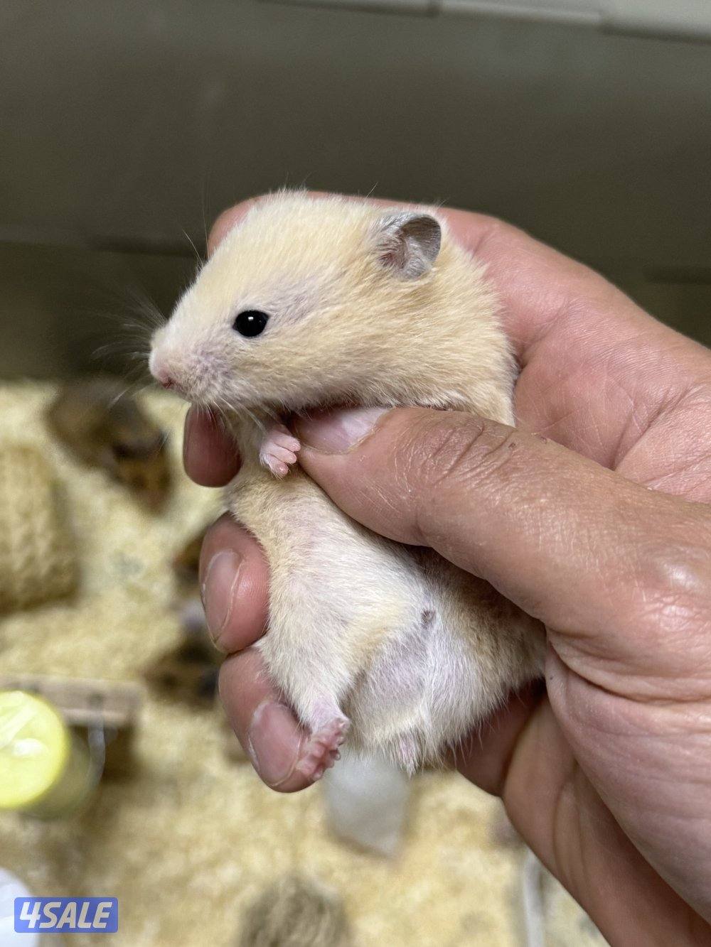 هامستر سوري🐹💕 Syrian Hamster3