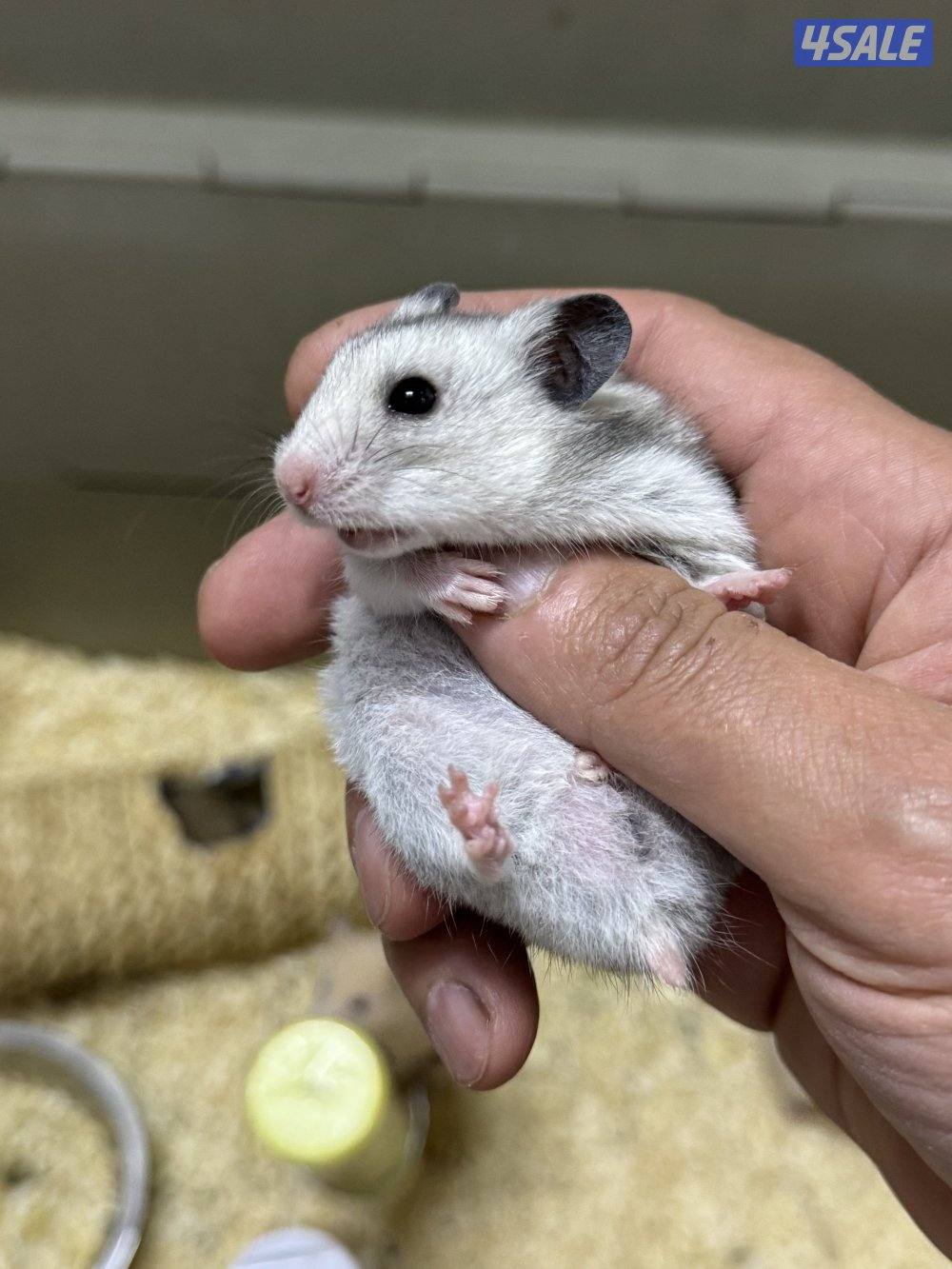 هامستر سوري🐹💕 Syrian Hamster4