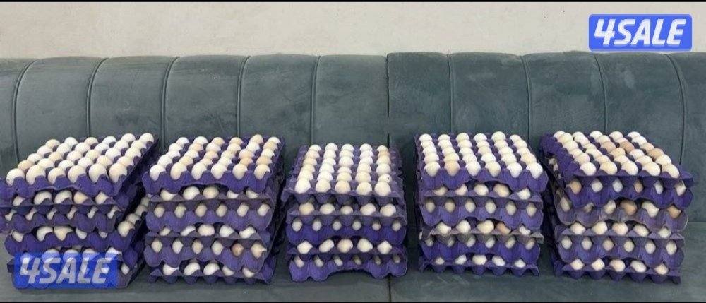 بيض اكل / تفقيس تجميع يومي0