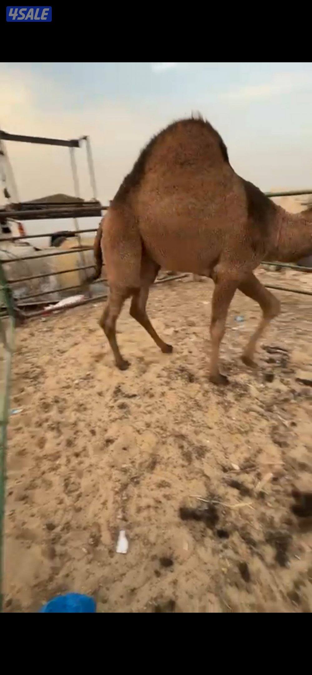 بيع وشراء قعدان0