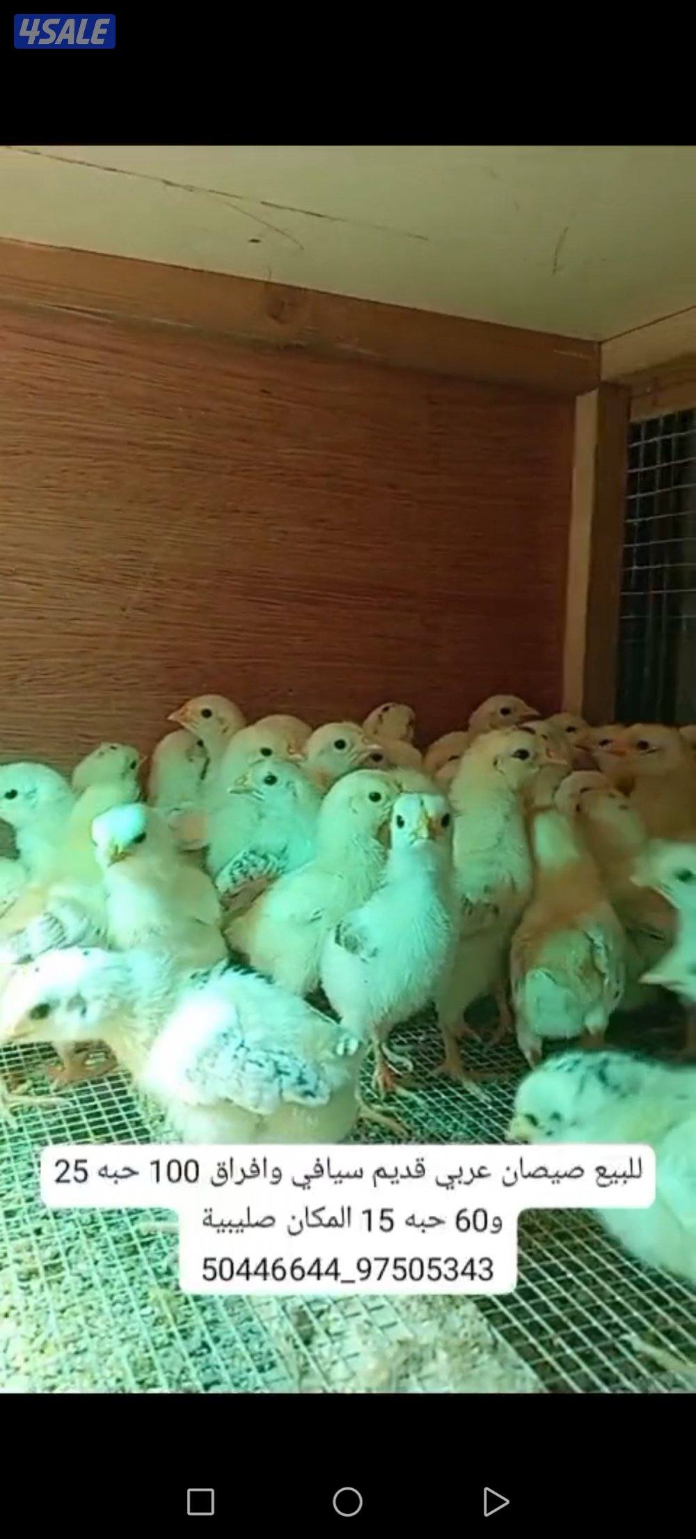 للبيع فروخ دجاج ترثه0