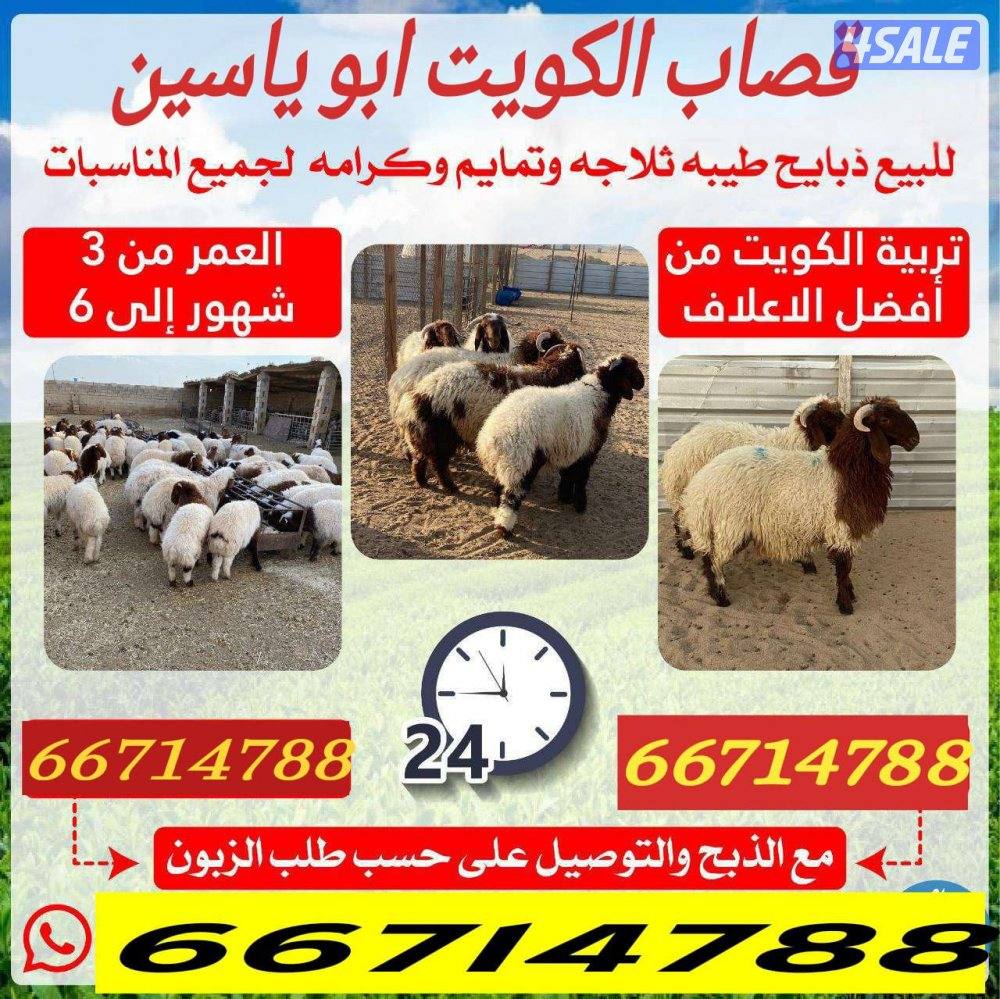 ق صاب تحت الطلب0