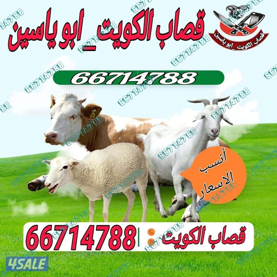 ق صاب تحت الطلب1