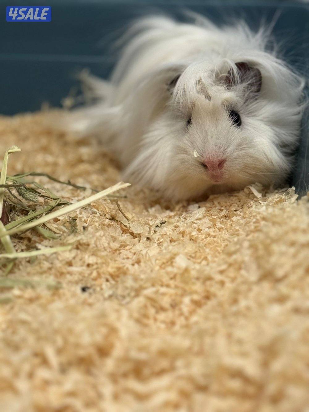 غيني بيغ مع كامل اغراضه0