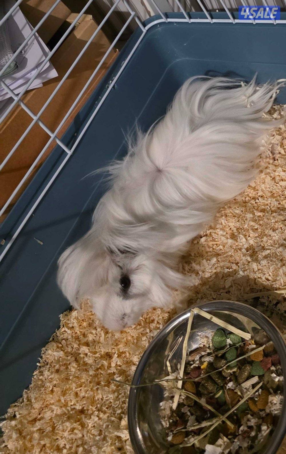 غيني بيغ مع كامل اغراضه1