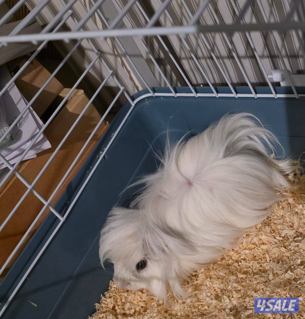 غيني بيغ مع كامل اغراضه2