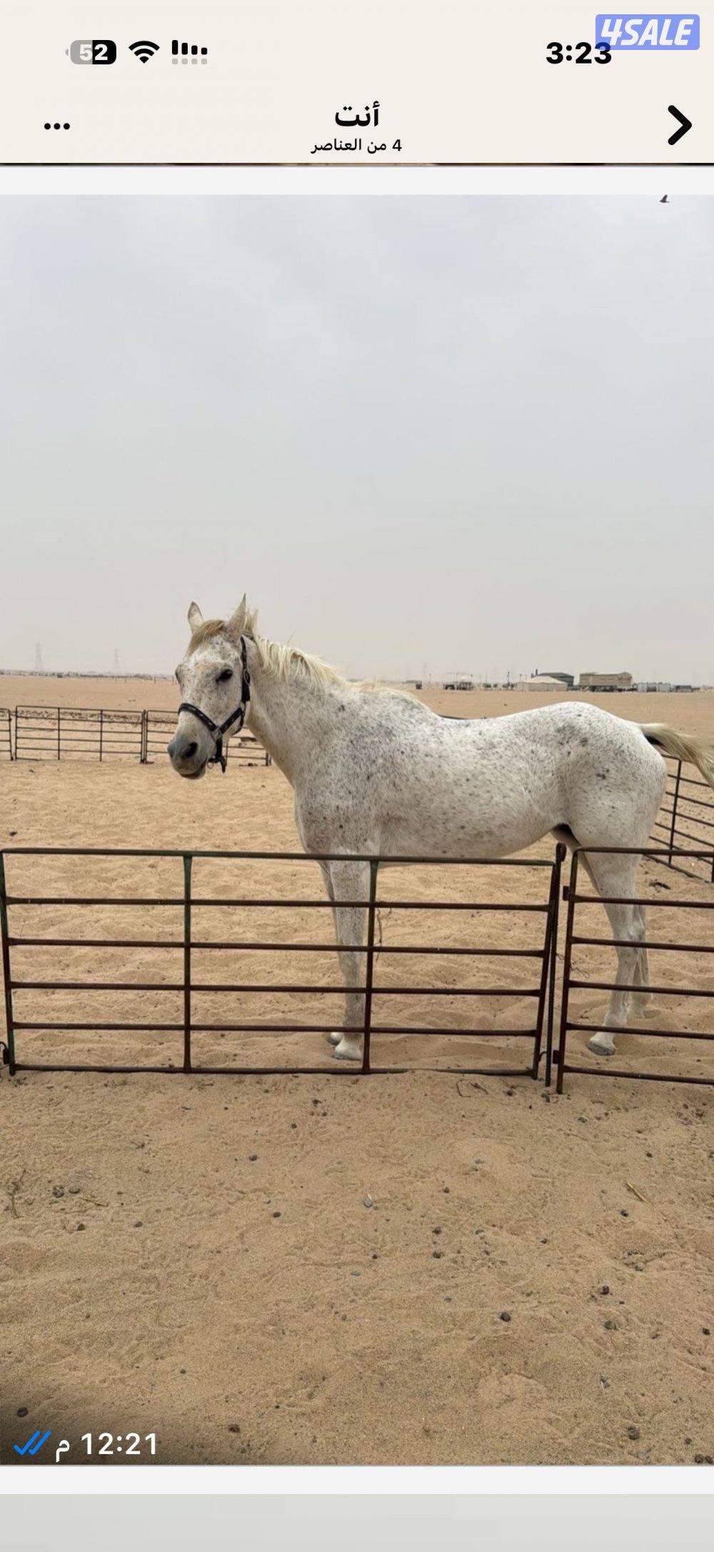 للبيع فرس بلديه0