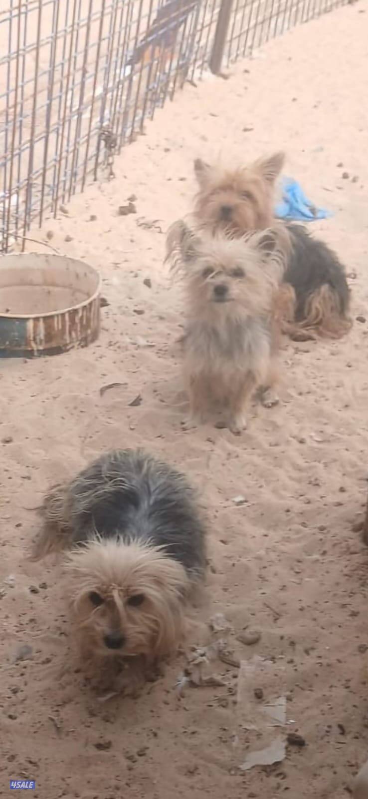 كلاب يورك شاير1