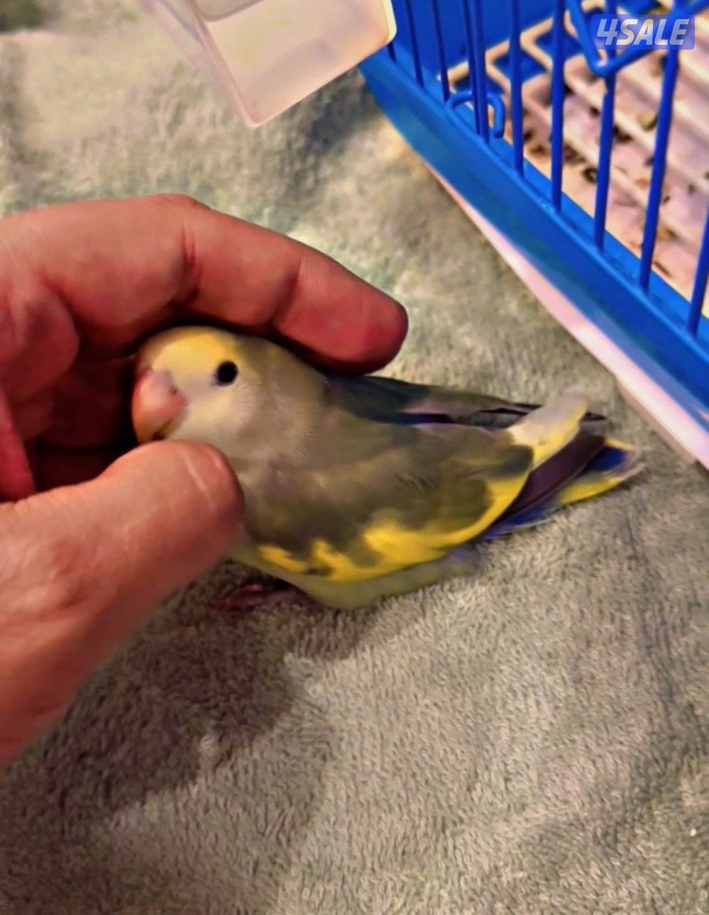 لوڤ بيرد أبرق رزو أبرق1