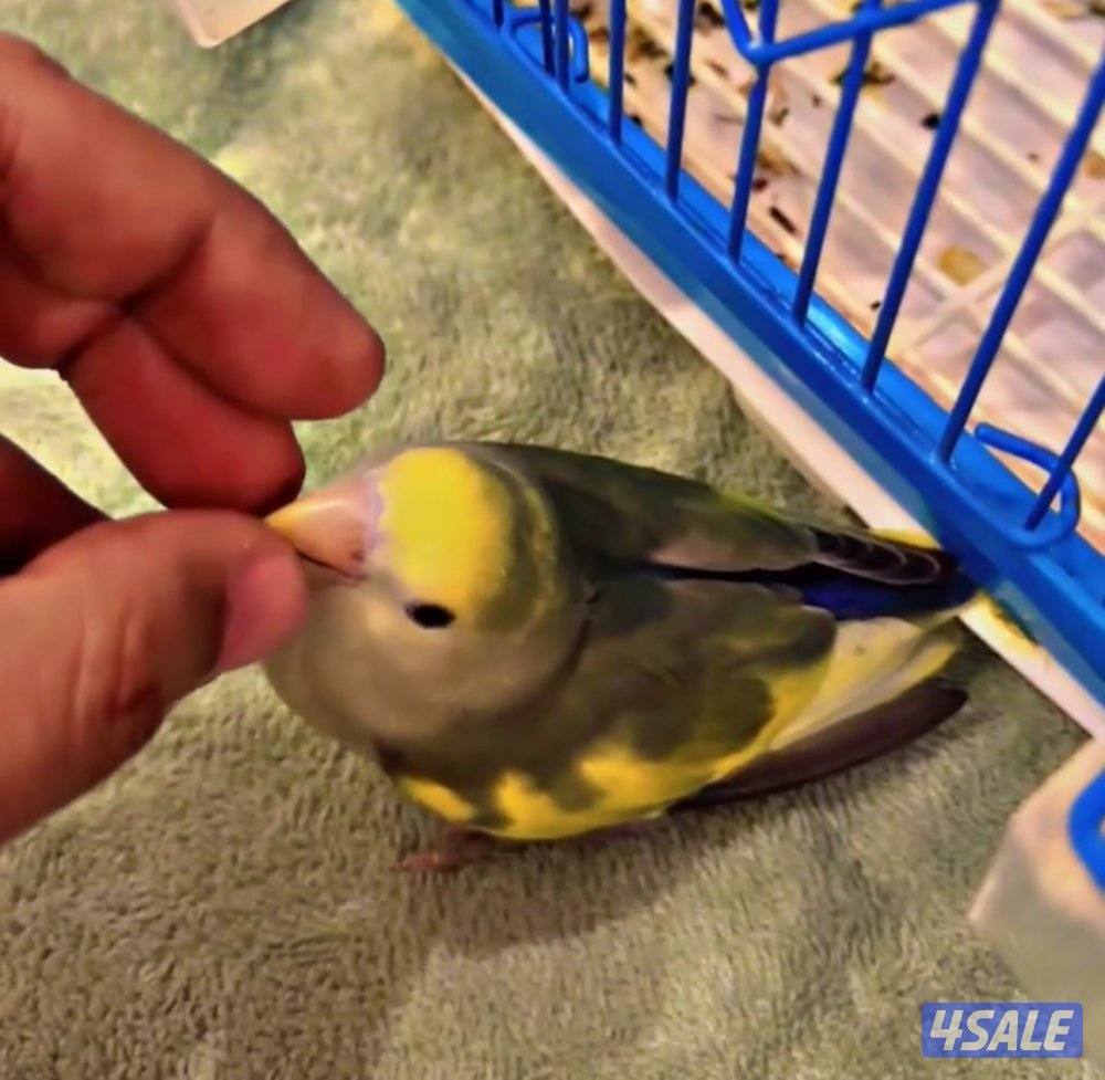 لوڤ بيرد أبرق رزو أبرق2