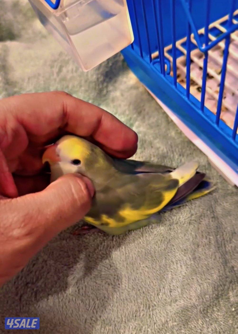 لوڤ بيرد أبرق رزو أبرق3