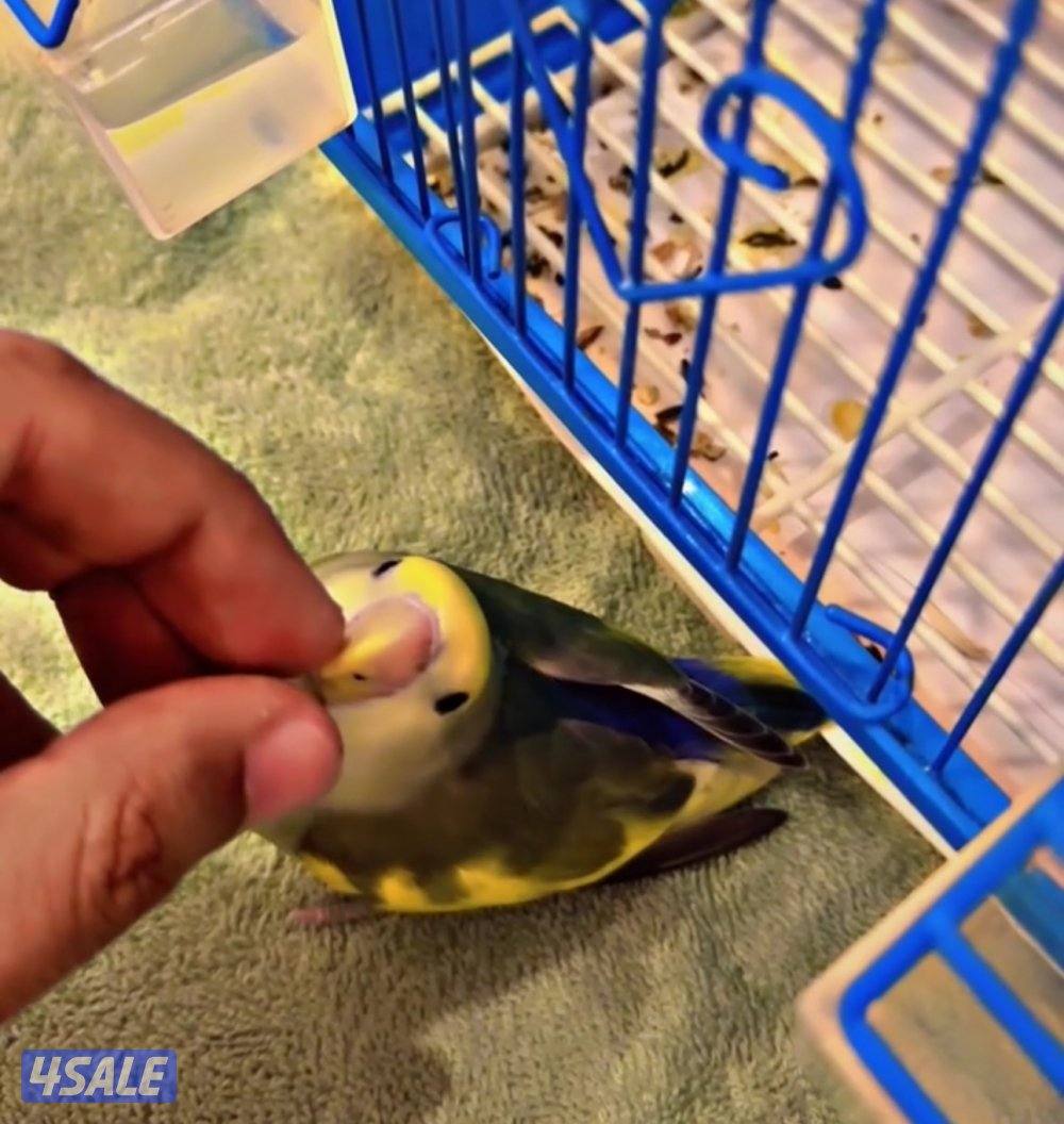 لوڤ بيرد أبرق رزو أبرق4