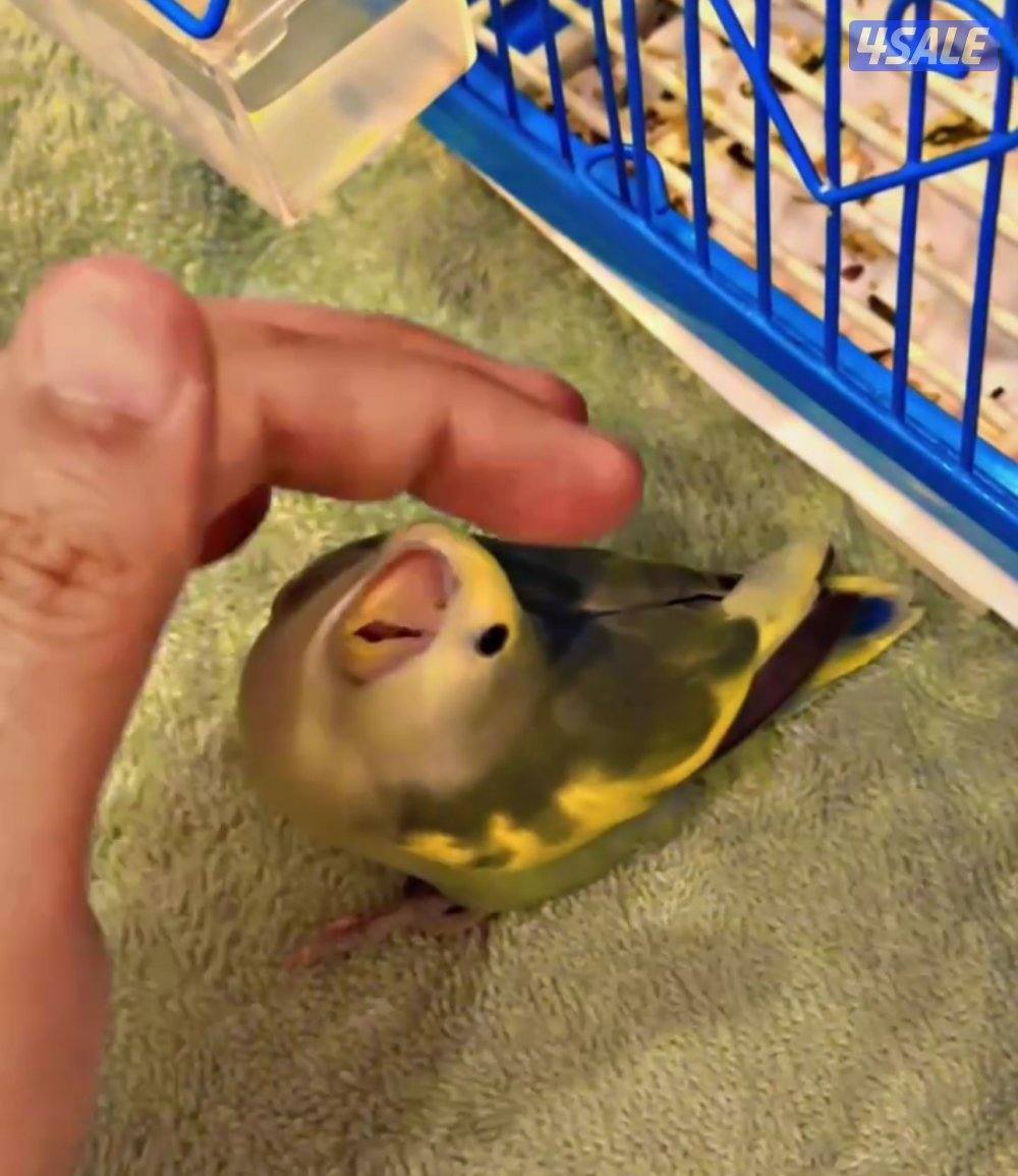 لوڤ بيرد أبرق رزو أبرق5