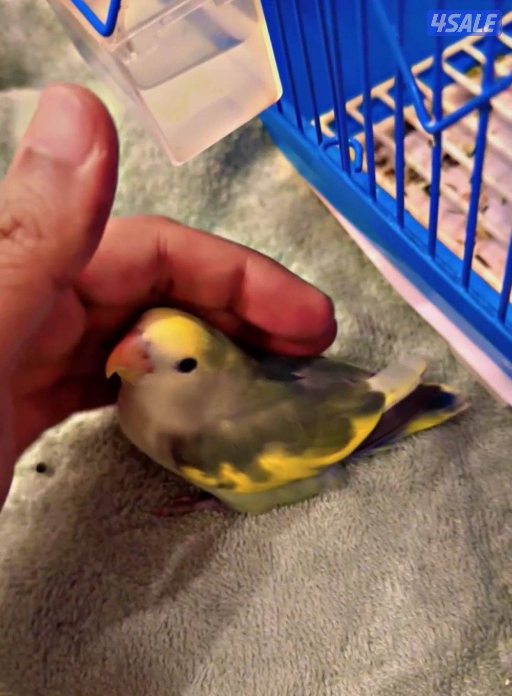 لوڤ بيرد أبرق رزو أبرق6