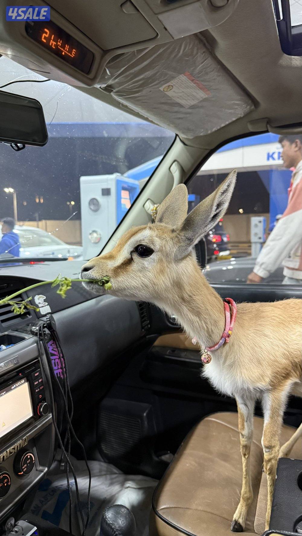 للبيع غزال الريم1