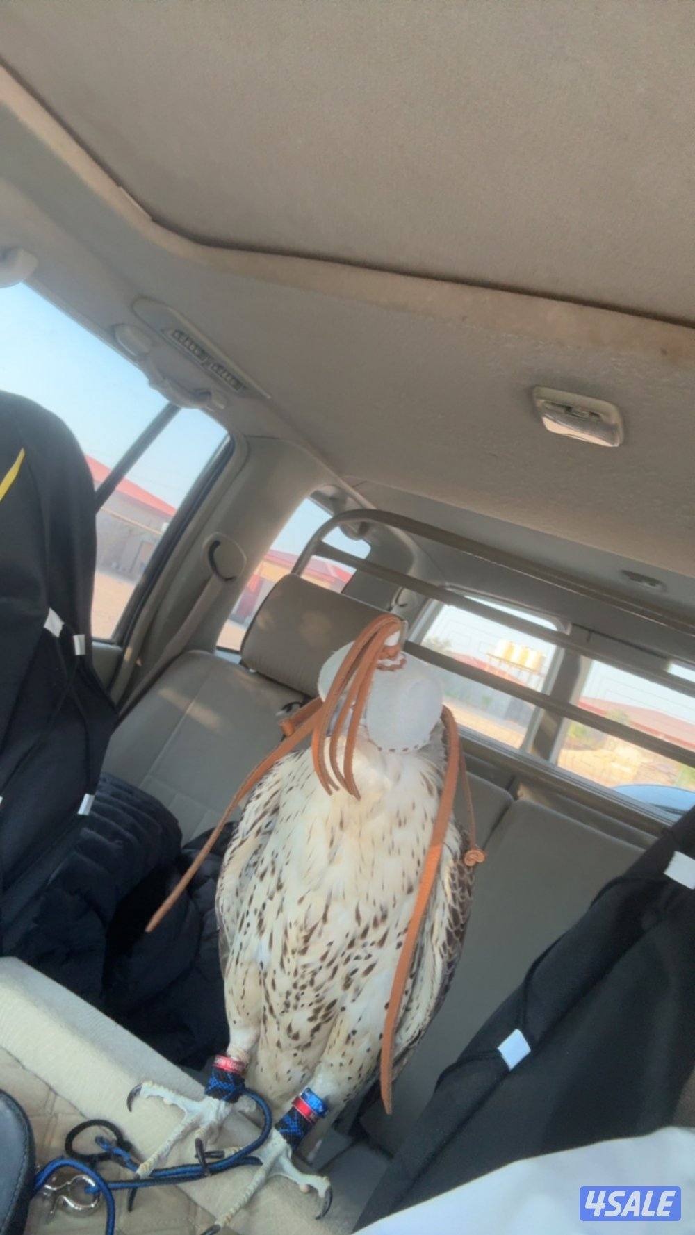 بيعه سريعه1