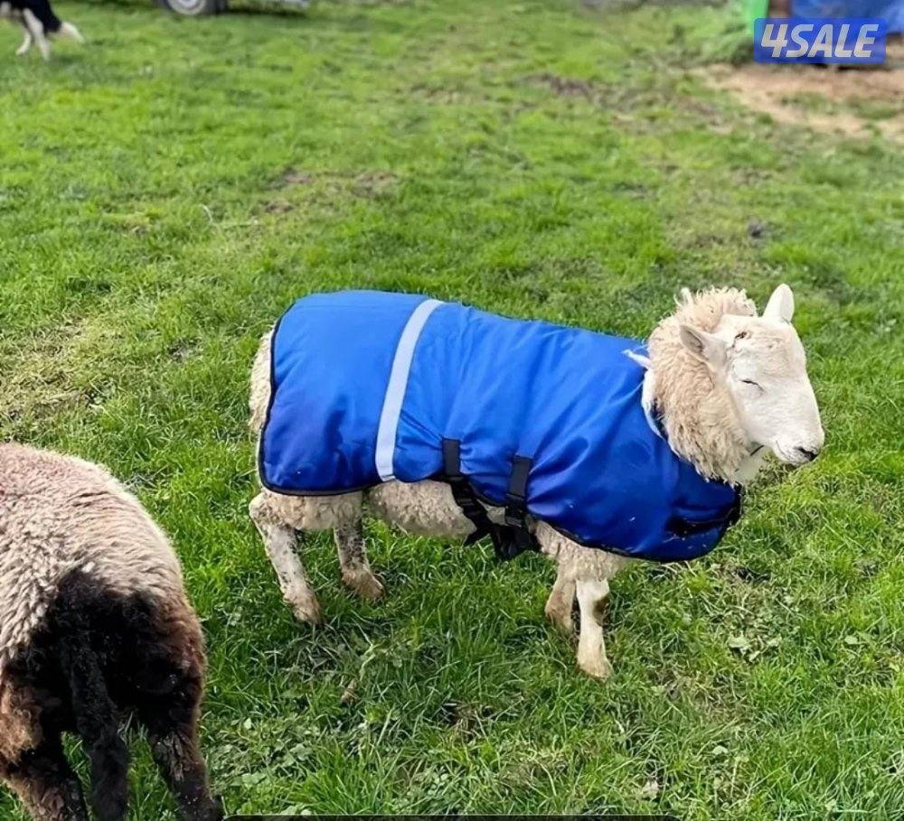 جلال للتدفئة شتوي للمواشي والخيول3