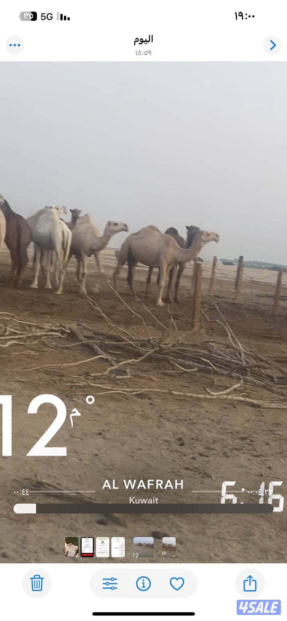 لبيع الابل جمله منوة الجناي0