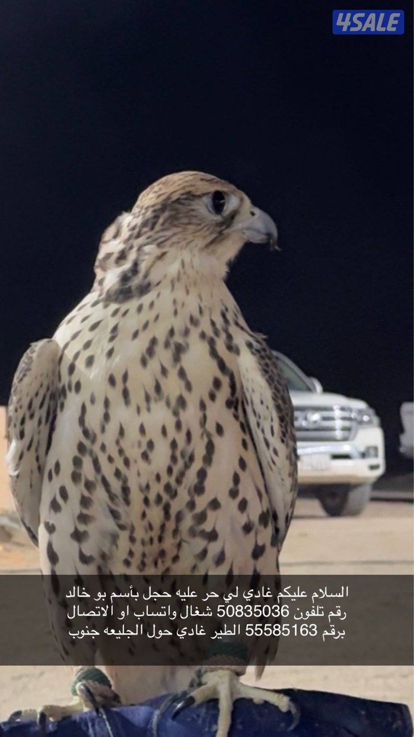 طير حر غادي0