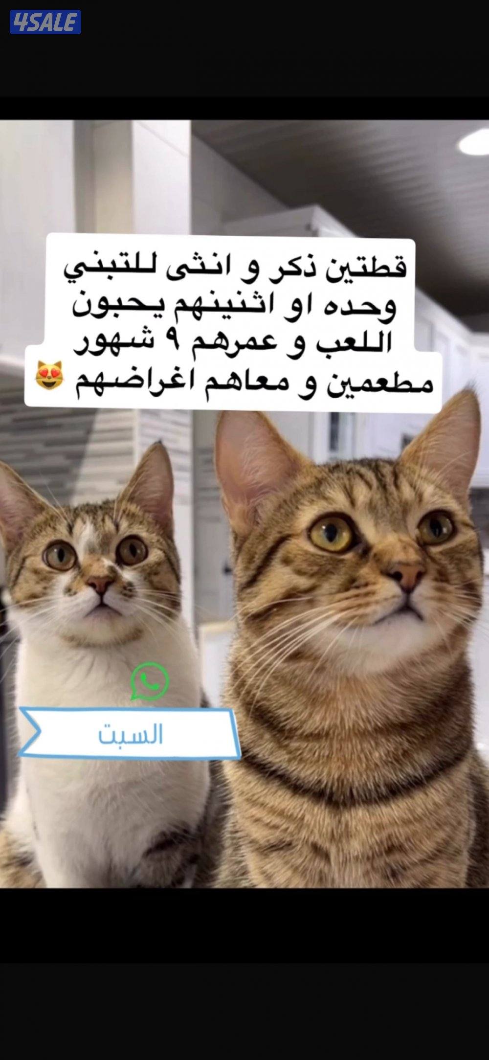 للتبني قطتين0