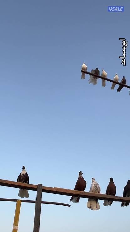 Sky cutter حمام سكاي كتر3