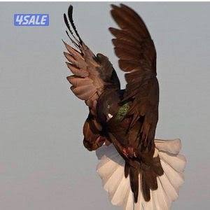 Sky cutter حمام سكاي كتر2