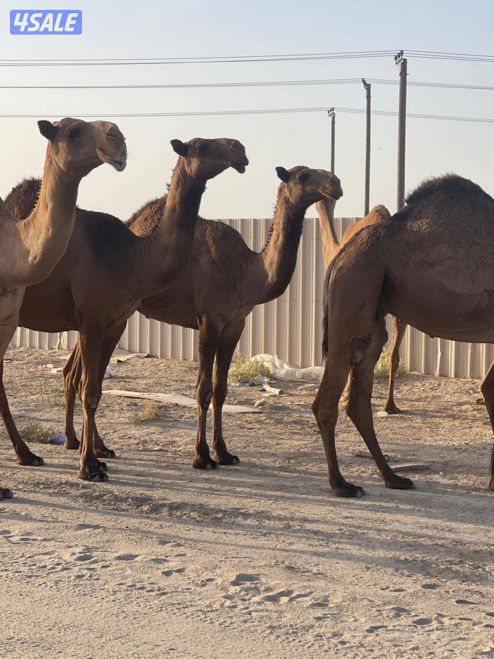 لبيع الابل جمله منوة الجناي2