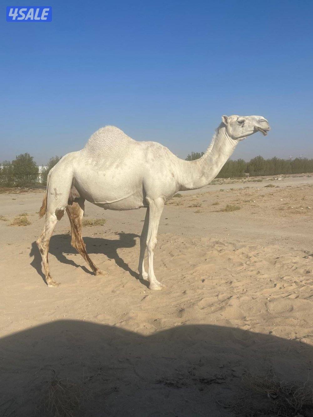 لبيع الابل جمله منوة الجناي1